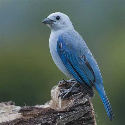 Un Pájaro Azul 2025